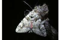 Catocala promissa