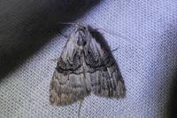 Meganola togatulalis