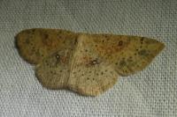 Cyclophora porata