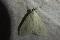 Sitochroa palealis