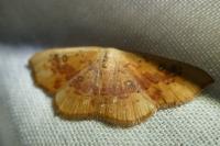 Cyclophora lennigiaria