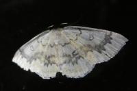 Cyclophora annularia