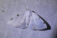 Lomographa bimaculata