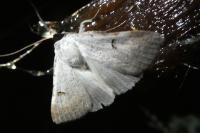 Lygephila craccae