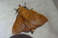 Gastropacha quercifolia