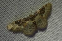 Idaea rusticata