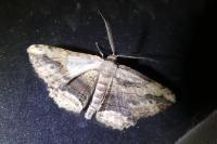 Menophra abruptaria