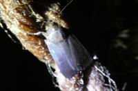 Amphipyra livida