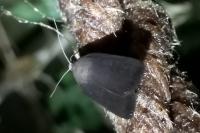 Amphipyra livida