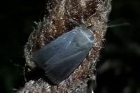 Amphipyra livida