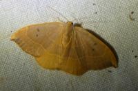 Watsonalla binaria