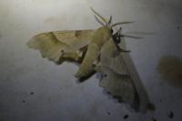 Marumba quercus