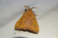 Odonestis pruni