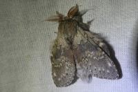 Stauropus fagi