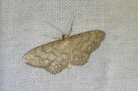 Idaea moniliata