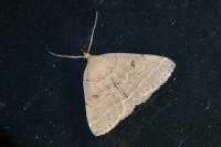 Zanclognatha zelleralis