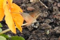Macroglossum stellatarum