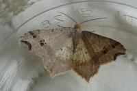 Macaria alternata