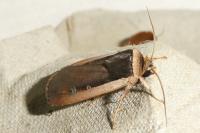 Ochropleura leucogaster