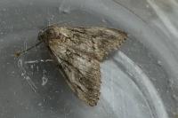 Tephronia sepiaria
