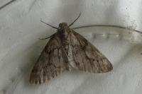 Tephronia sepiaria