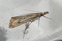 Catoptria falsella