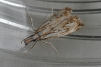 Catoptria falsella
