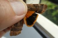 Noctua fimbriata