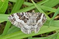 Epirrhoe alternata