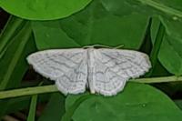 Cabera pusaria