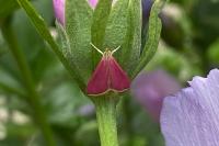 Pyrausta inornatalis