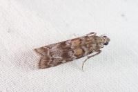 Dioryctria abietella