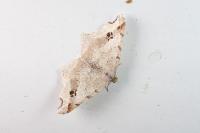 Macaria alternata