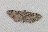 Eupithecia laquaearia