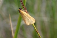 Setina irrorella irrorella