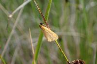 Setina irrorella irrorella