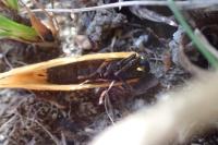 Setina irrorella irrorella