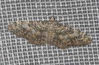Eupithecia impurata