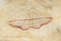 Timandra comae