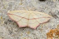 Timandra comae