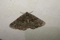 Peribatodes ilicaria ilicaria
