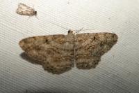 Peribatodes rhomboidaria rhomboidaria