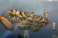Peribatodes rhomboidaria rhomboidaria