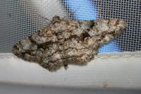 Peribatodes umbraria umbraria