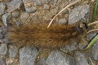Phragmatobia fuliginosa