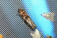 Phycita roborella