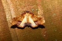 Plagodis dolabraria