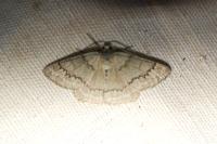 Pseudoterpna coronillaria