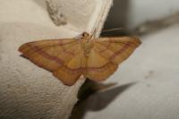 Rhodostrophia calabra