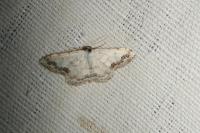 Scopula decorata